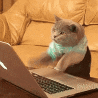 Happy coding cat